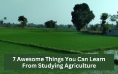 Key lessons and skills gained from studying agriculture, including sustainable farming and innovation